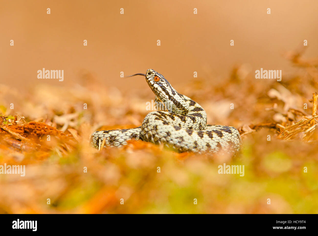 Il sommatore crogiolarsi al mattino presto sun. Foto Stock