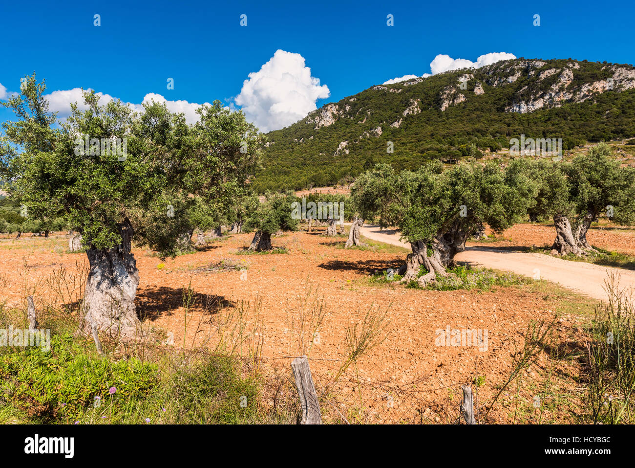 Olive Tree orchard a Mallorca Foto Stock