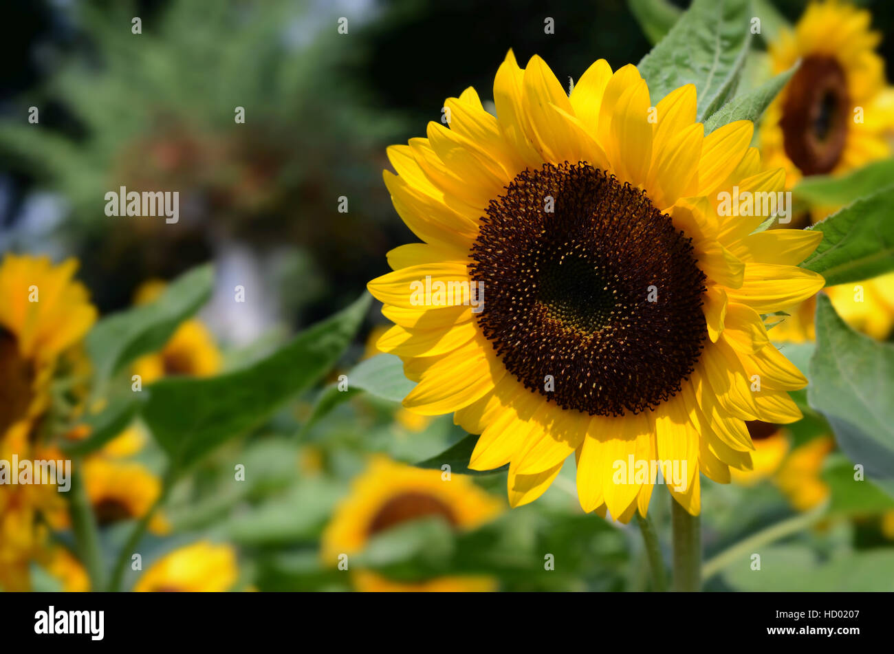 Girasole, fiore Foto Stock