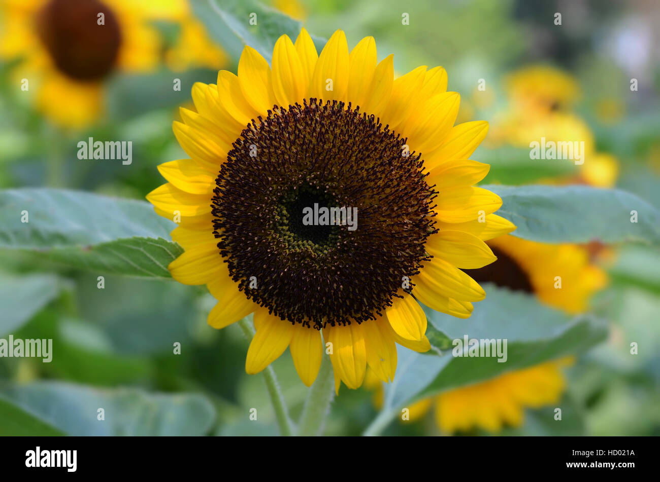 Girasole, fiore Foto Stock
