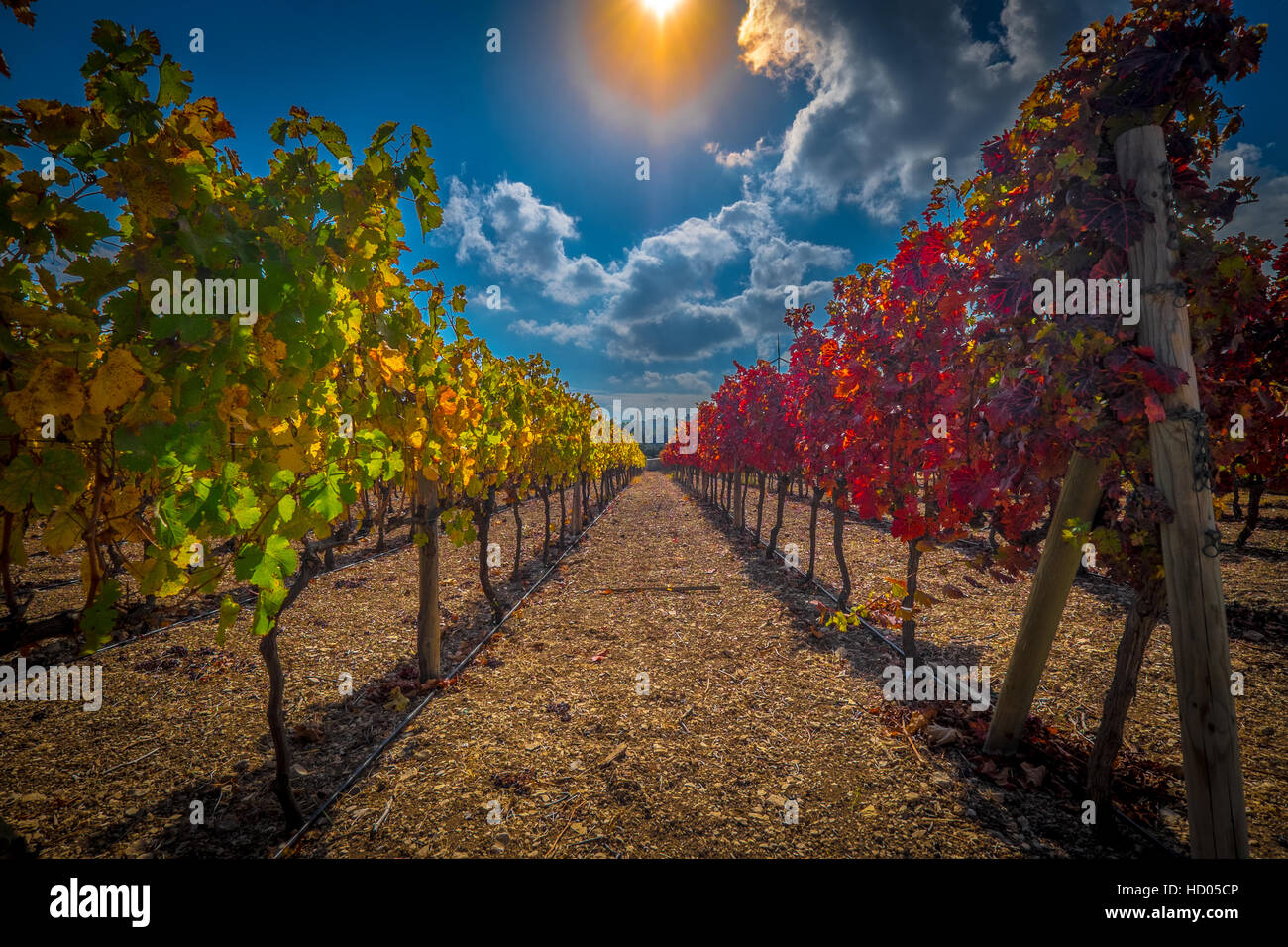 Vigneto cantina Foto Stock