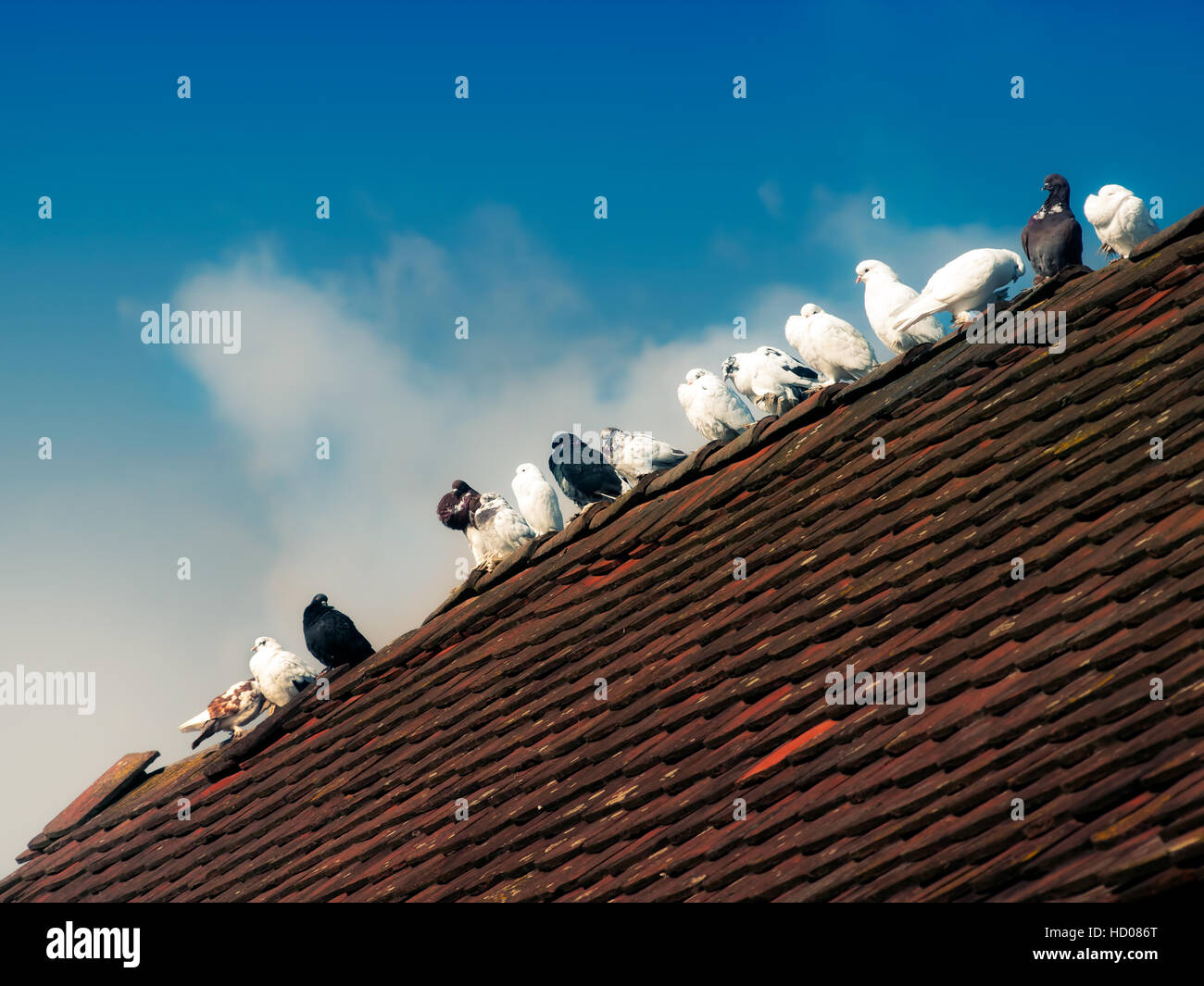 Allevamento di piccioni in piedi sulla cima di un tetto. Foto Stock