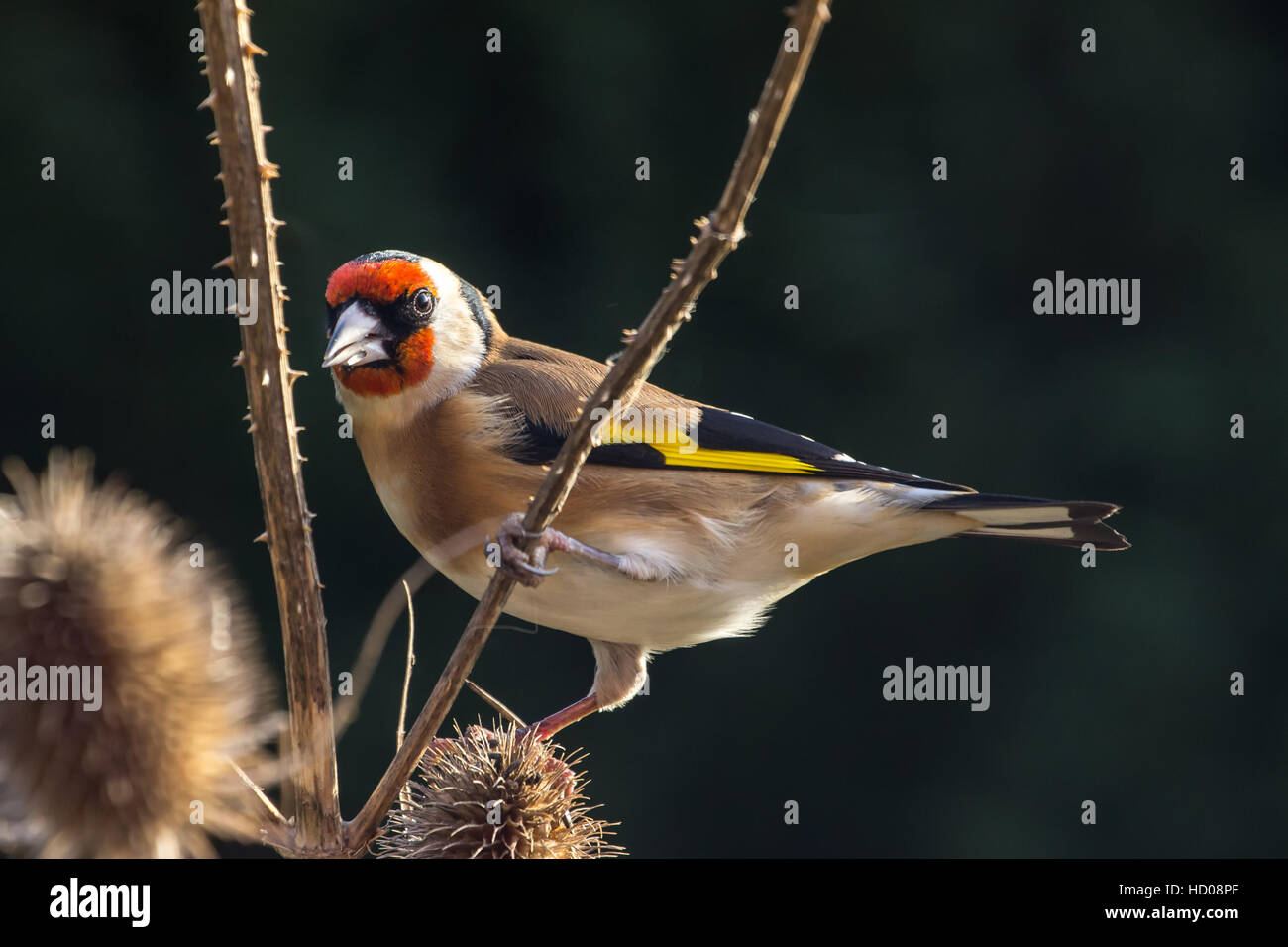 Cardellino (Carduelis Carduelis) appollaiato sul ramo Teasle Foto Stock