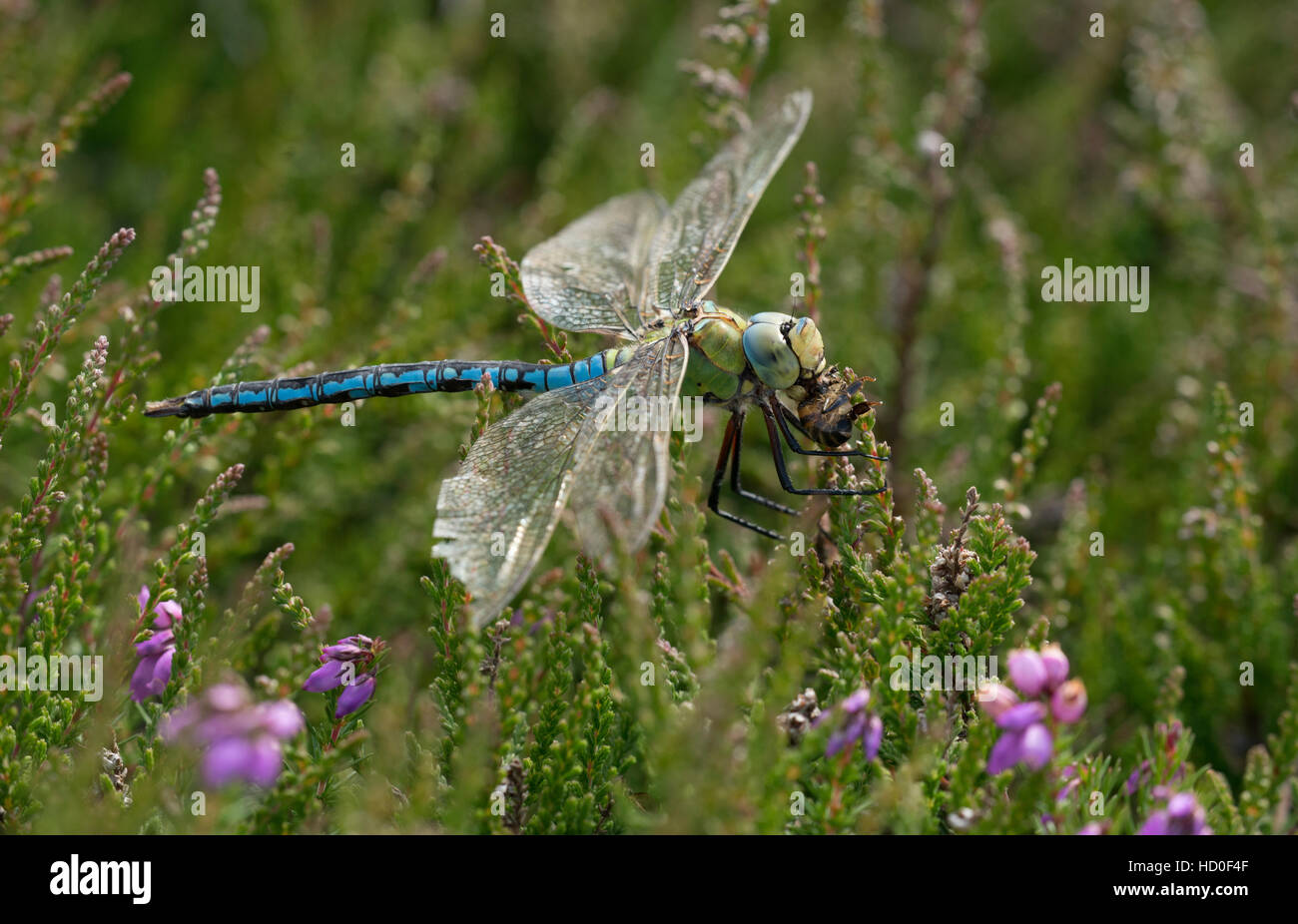 Un imperatore libellula mangiare un ape a Browndown in Hampshire. Foto Stock