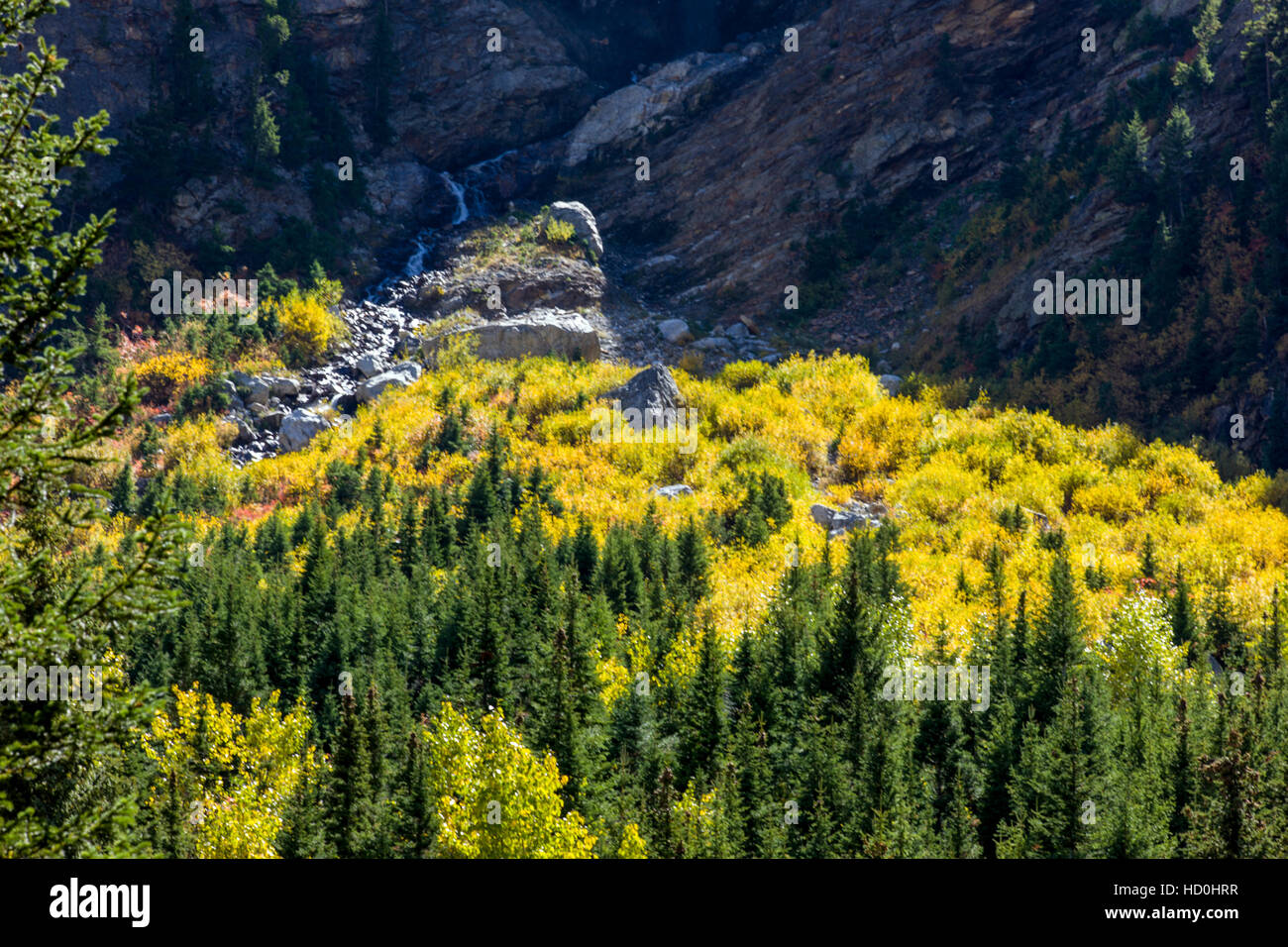 Aspen alberi in autunno a colori, la cascata di Canyon, il Parco Nazionale del Grand Teton, Wyoming; USA Foto Stock