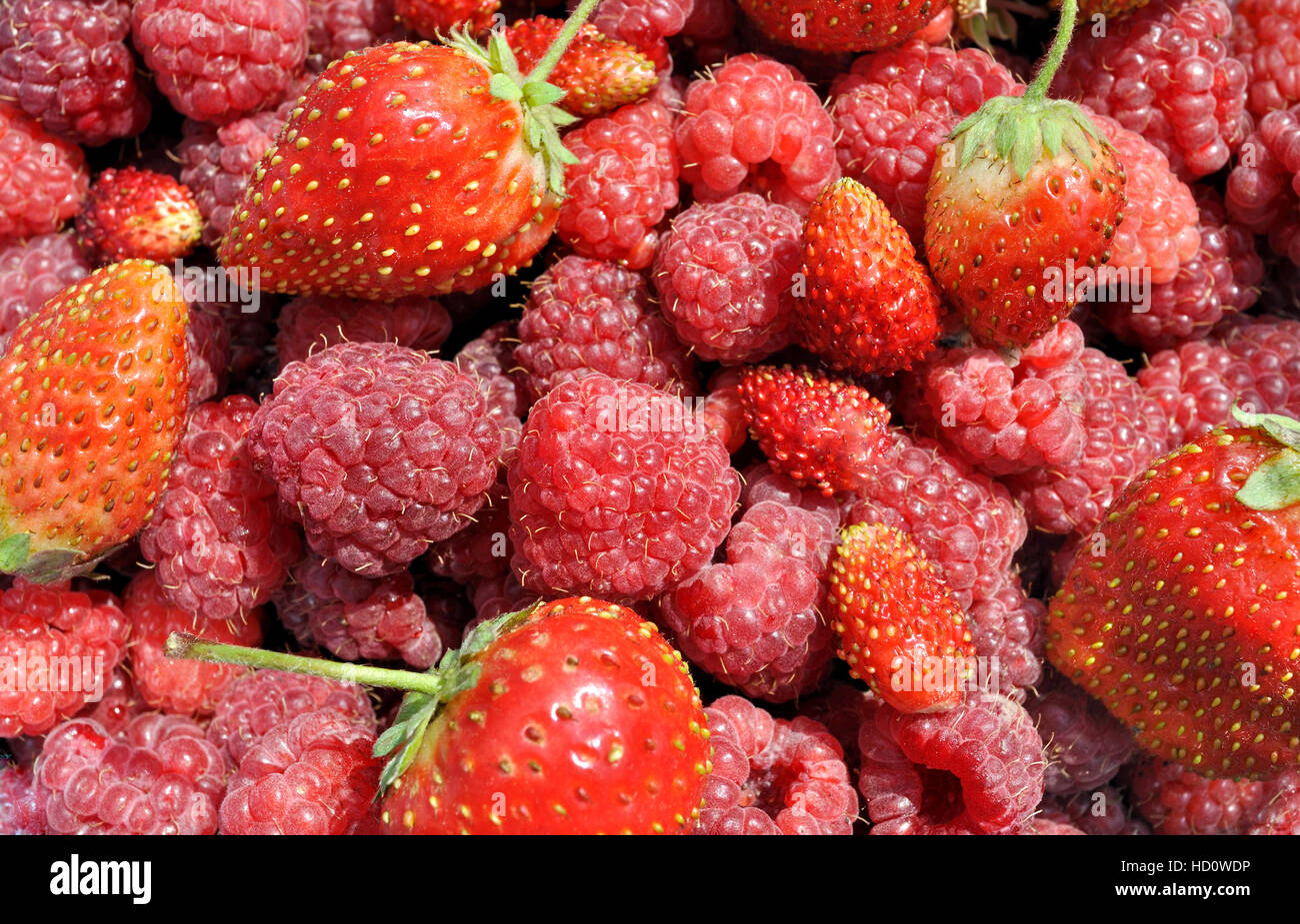 Close-up di fresca di fragole selvatiche,Fragole Foto Stock