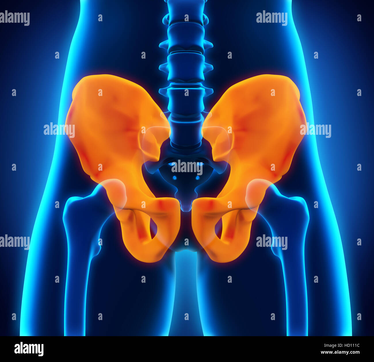 Anca anatomia ossea Foto Stock