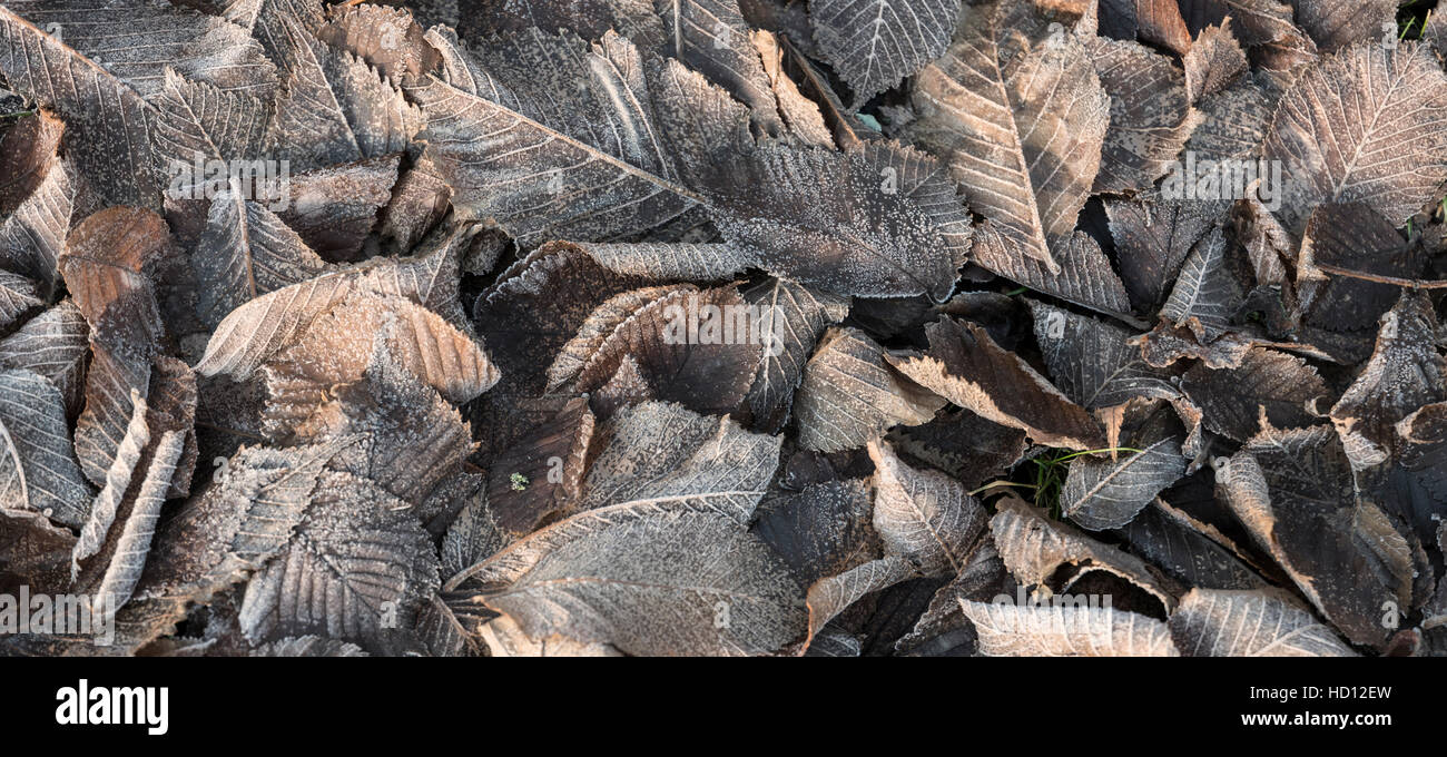Satinato marrone Foglie di autunno sul terreno. Foto Stock