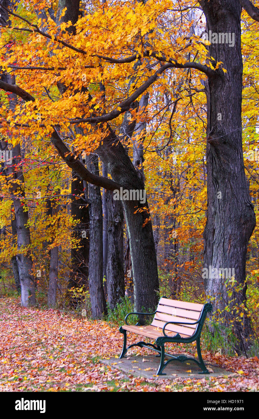 In autunno una panchina nel parco paesaggio, cacciatore di montagna, Catskills Mountains, NY, STATI UNITI D'AMERICA. Foto Stock