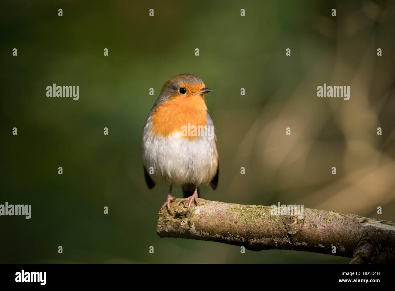 Robin su un ramo Foto Stock