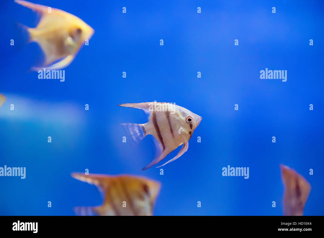 Foto di tropicale acquario d acqua dolce con scalare Foto Stock