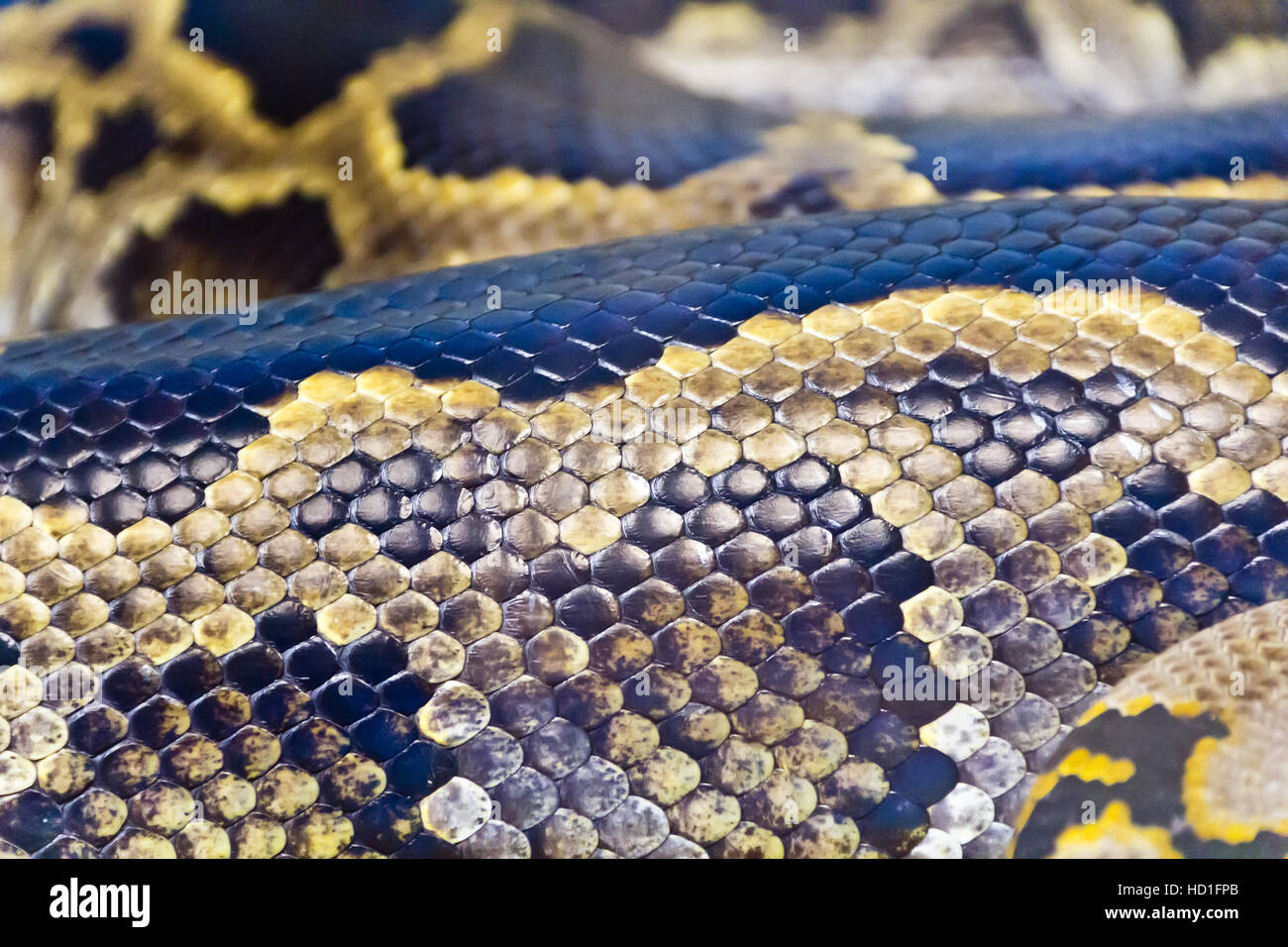 Foto di vera e propria boa snake python la texture della pelle vicino fino Foto Stock
