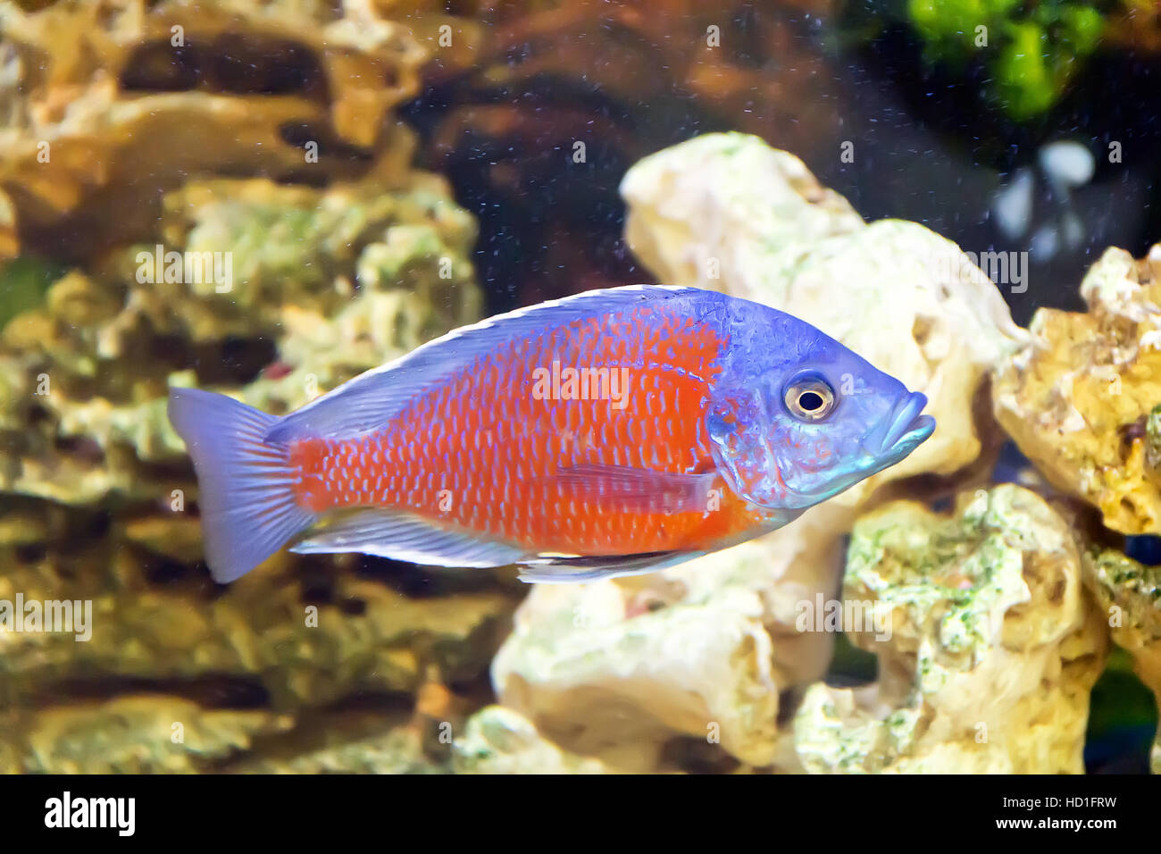 Foto di pesci copadichromis kadango in acquario Foto Stock