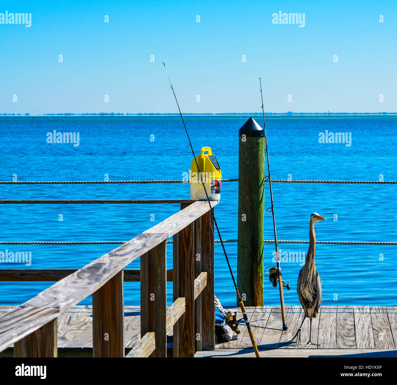 Un airone di pesca con due poli sulla baia di Tampa, Florida USA Foto Stock