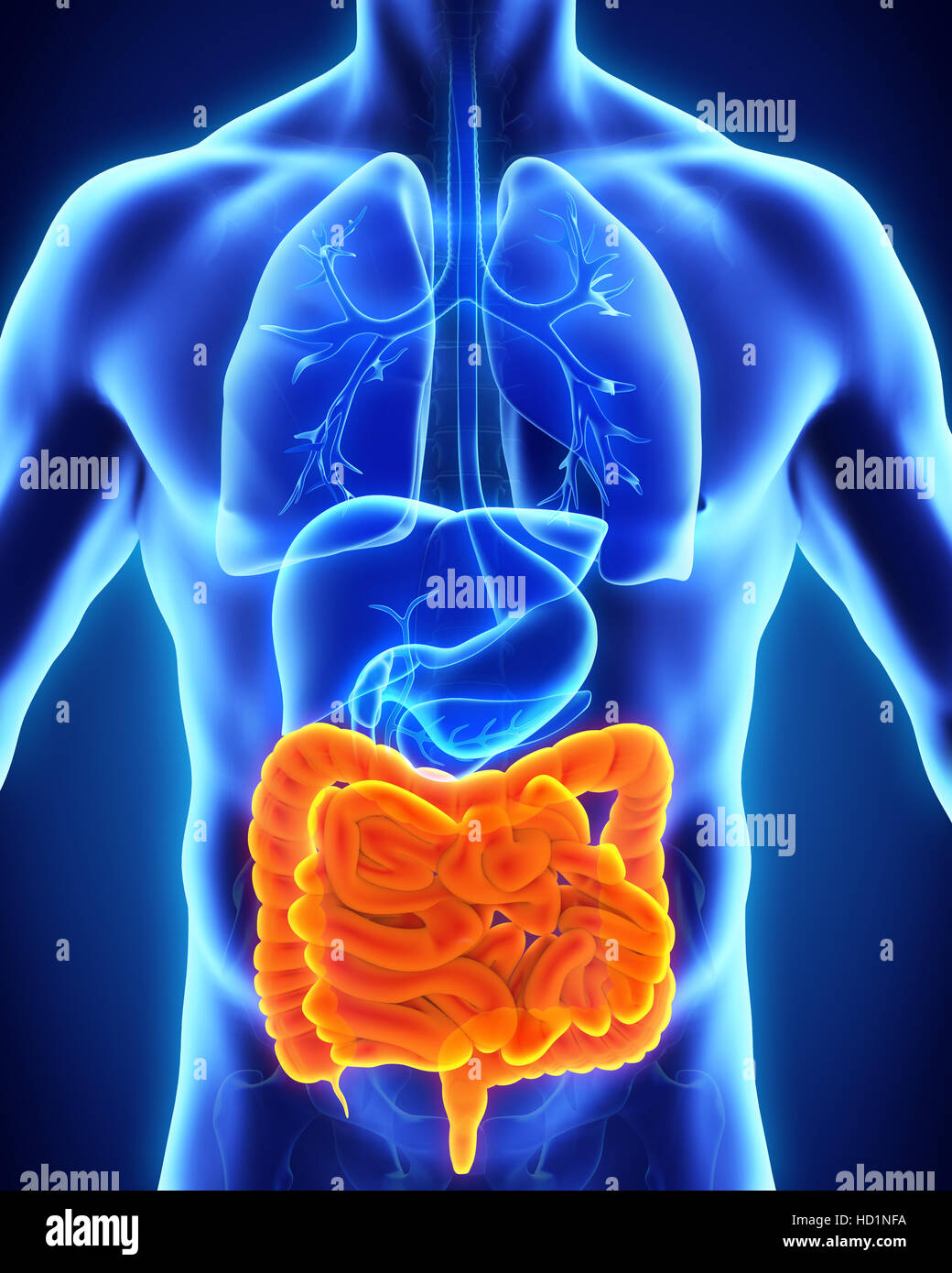 Intestino umano anatomia Foto Stock