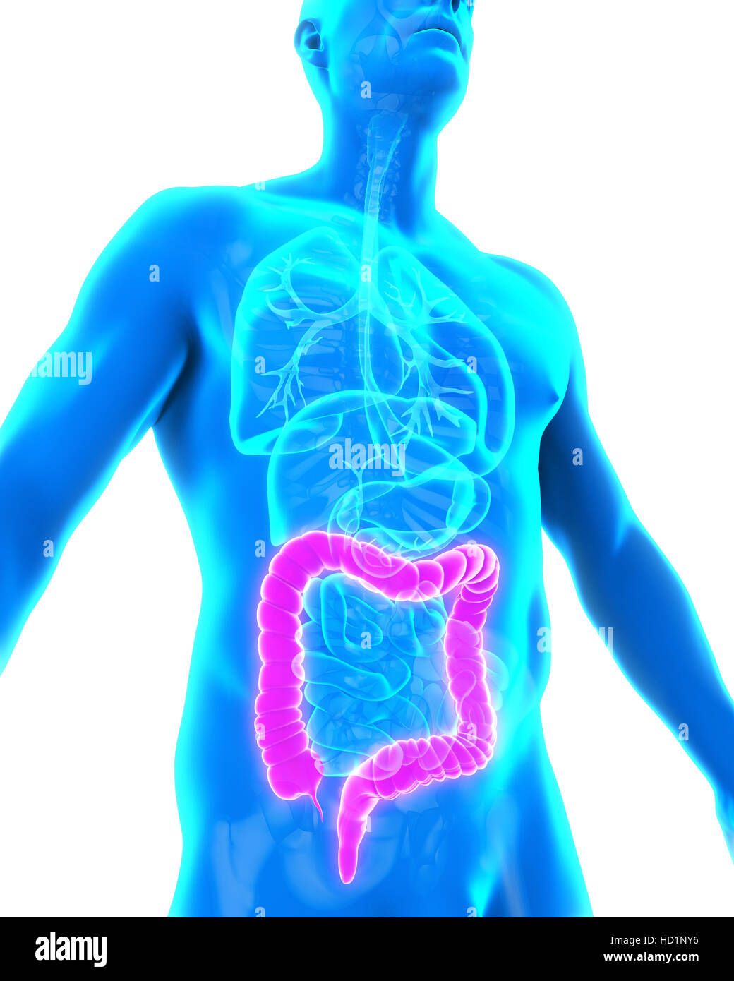 Colon umano anatomia Foto Stock