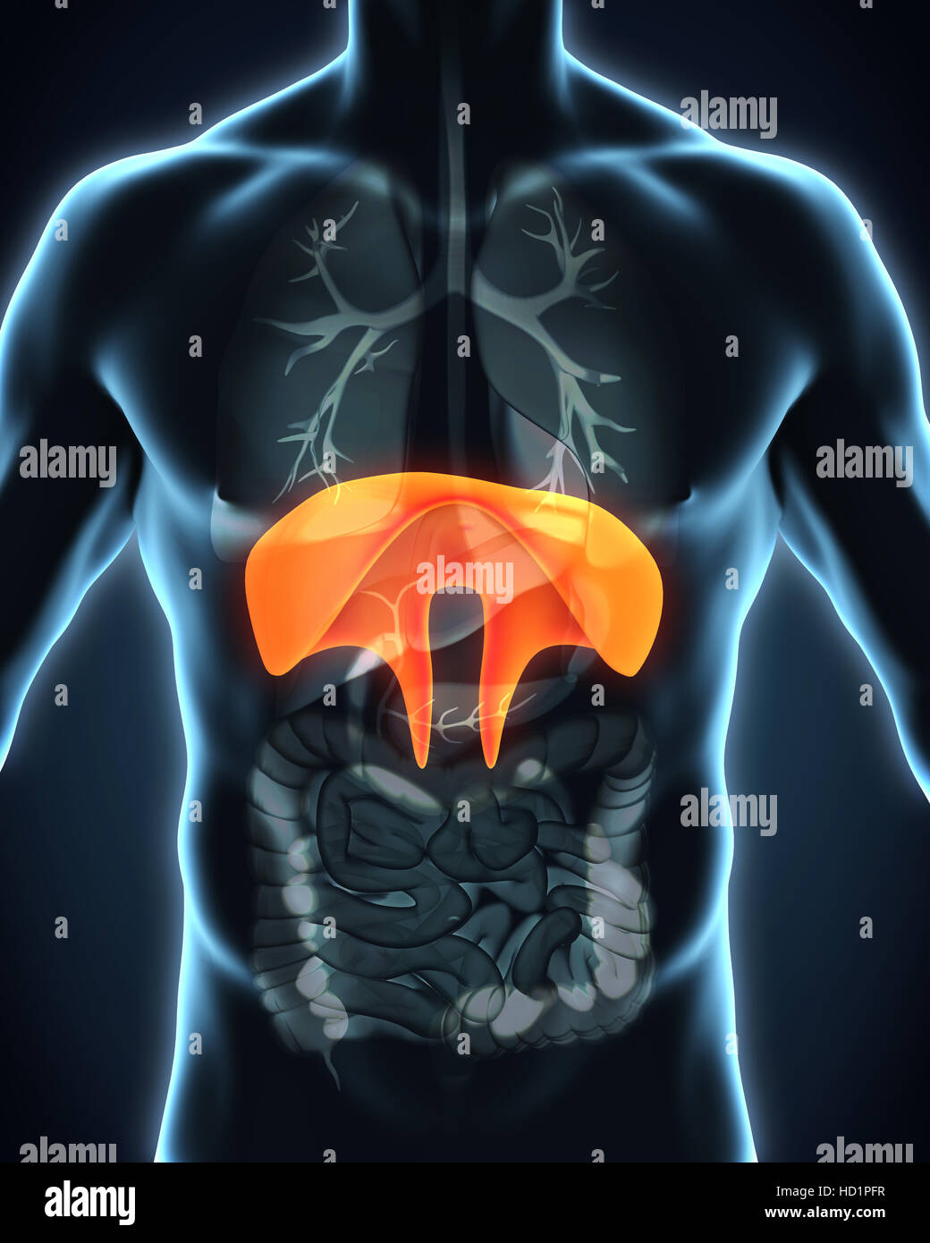 Diaframma umano anatomia Foto Stock