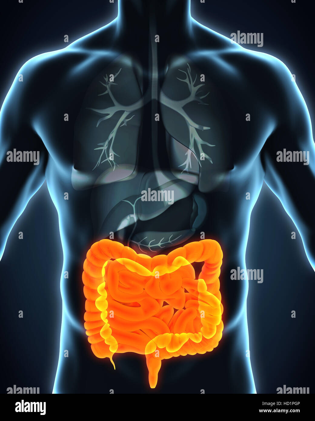 Intestino umano anatomia Foto Stock