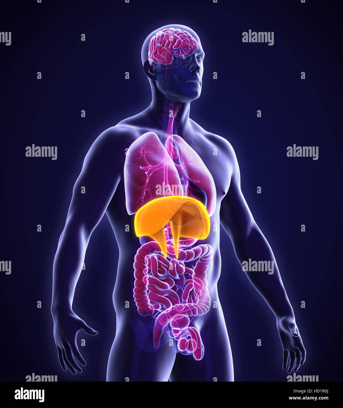Diaframma umano anatomia Foto Stock
