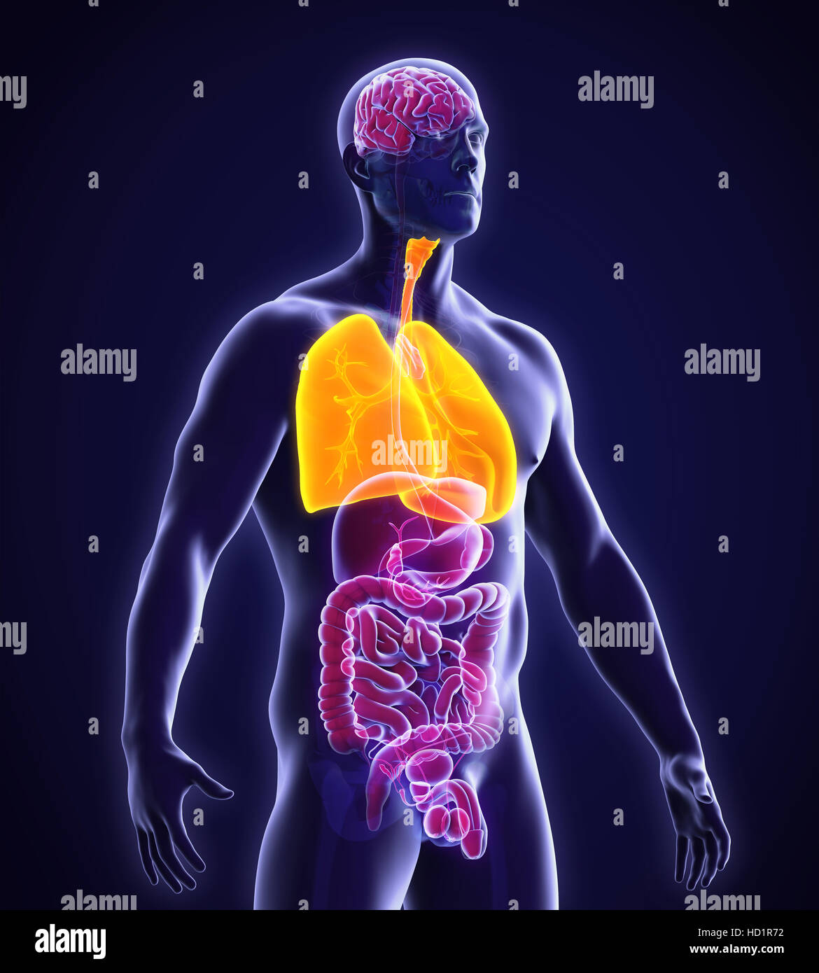 Umano Sistema respiratorio Foto Stock