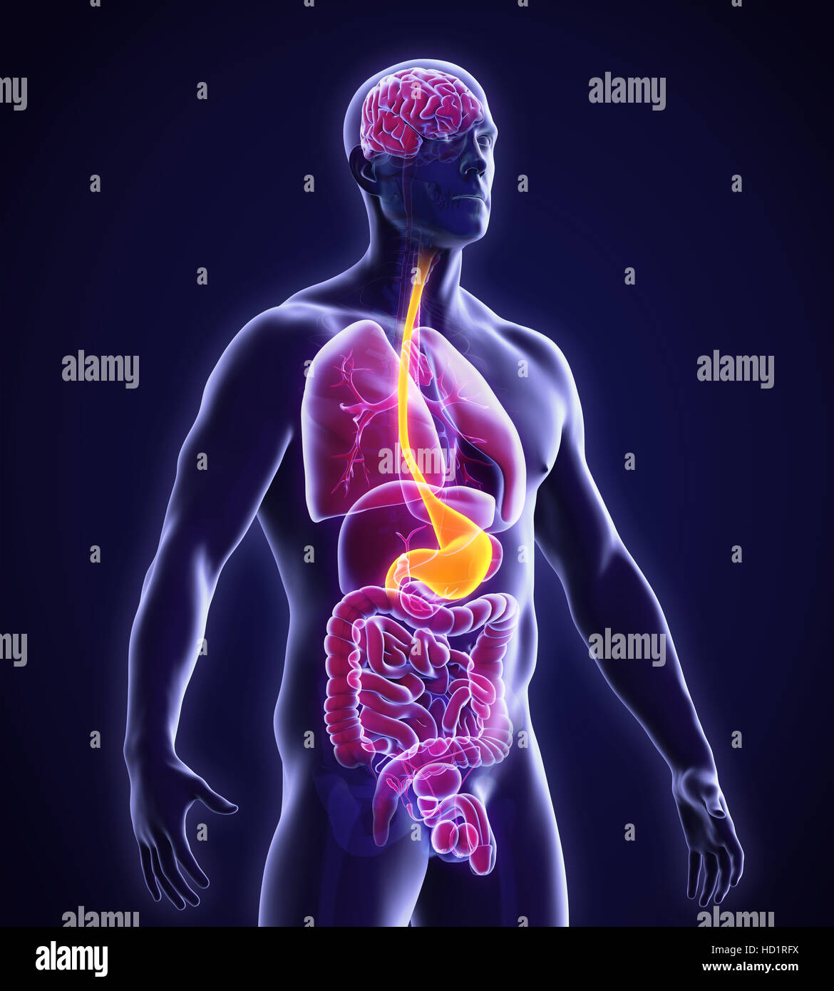 Stomaco umano anatomia Foto Stock
