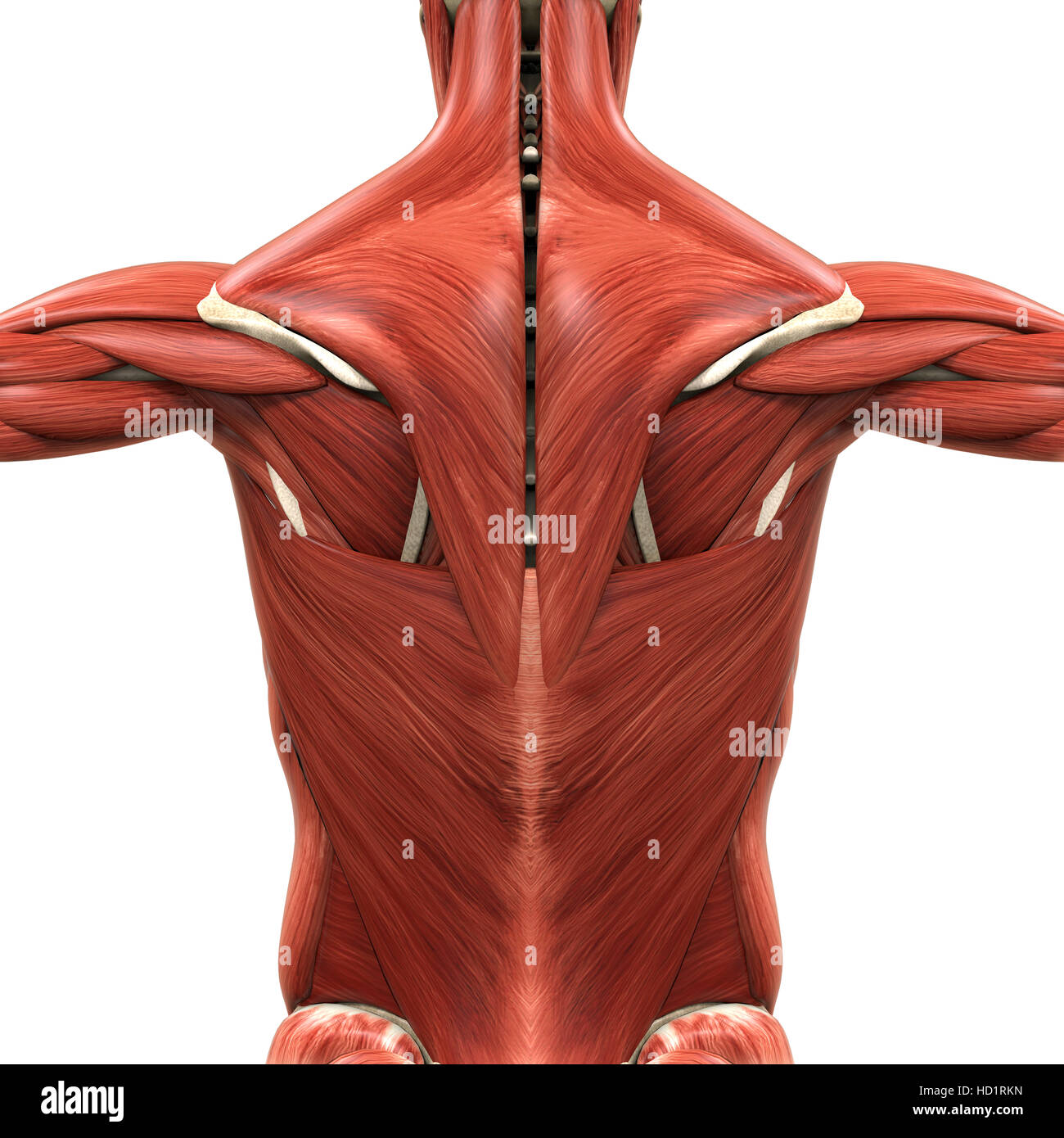 Anatomia muscolare della schiena Foto Stock