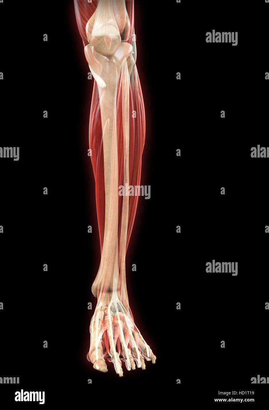 Abbassare le gambe muscoli anatomia Foto Stock