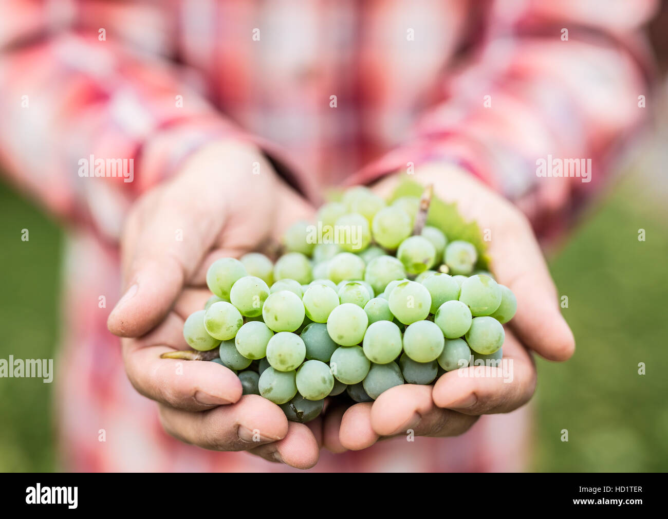 Vino bianco di uve in mani maschili. Foto Stock