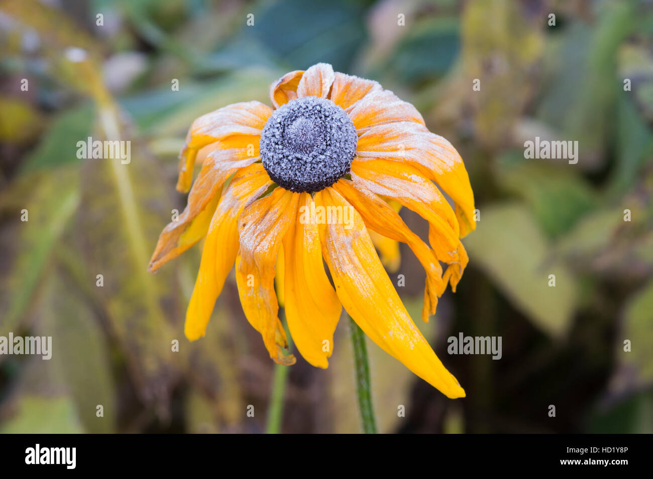 Rudbeckia ricoperto di fiori in un autunno frost Foto Stock