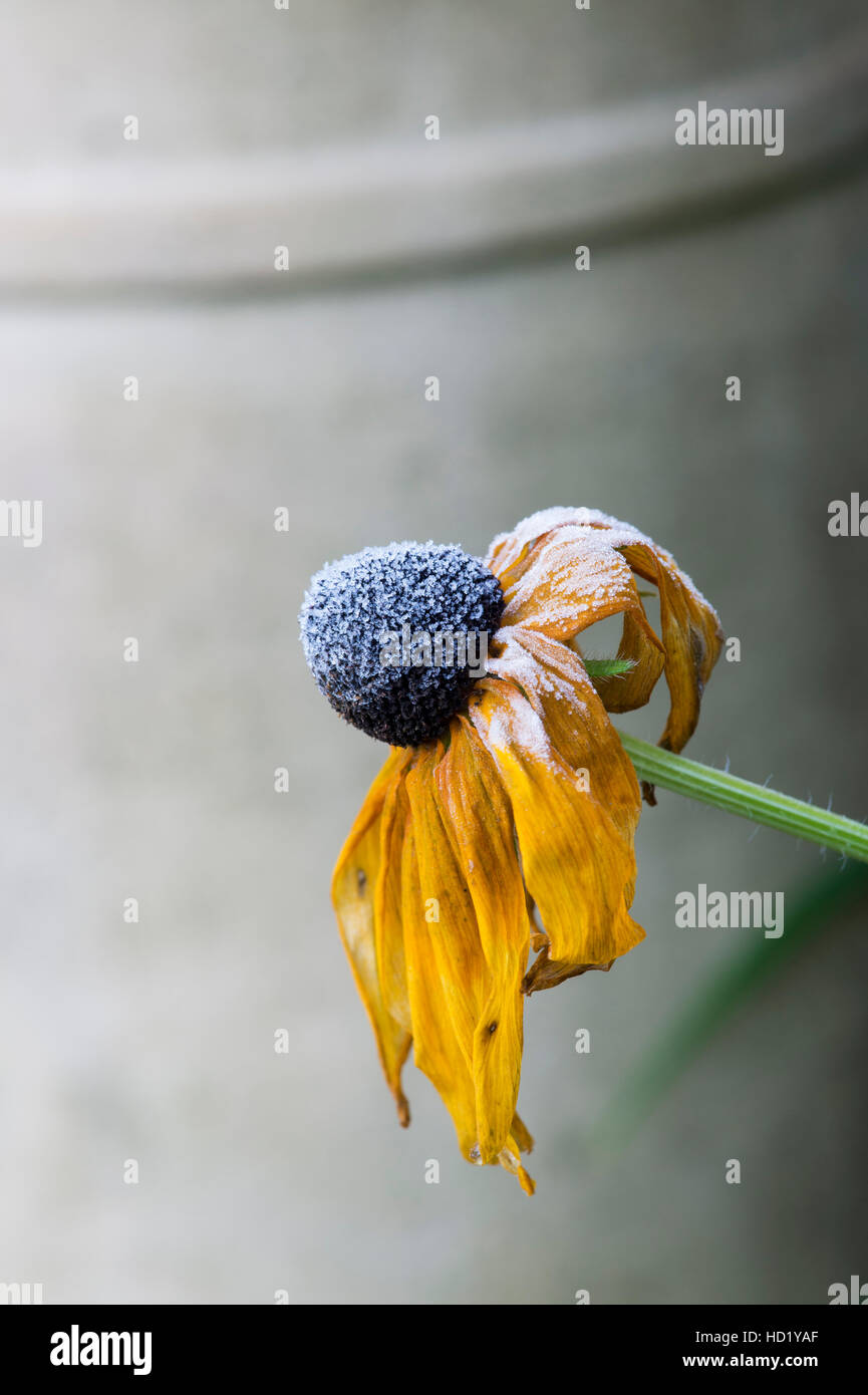 Rudbeckia ricoperto di fiori in un autunno frost Foto Stock