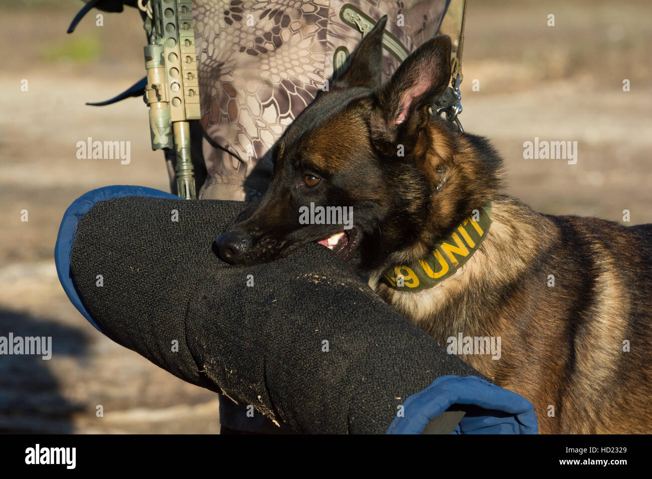 Belga cane malinois holding bite manicotto Foto Stock