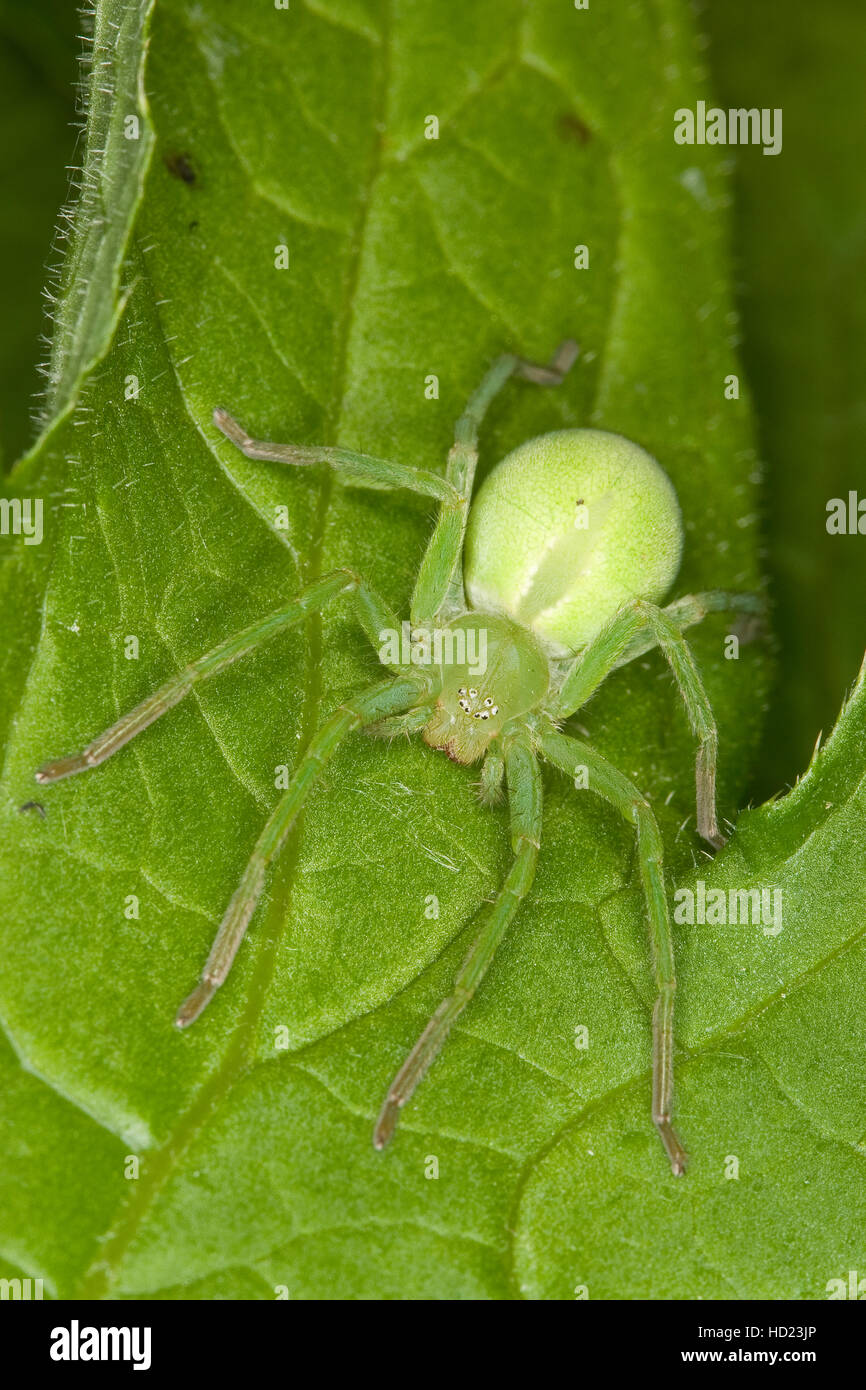 Grüne Huschspinne, Weibchen, Micrommata virescens, Micrommata rosea, Micrommata roseum, ragno verde, verde huntsman spider Foto Stock