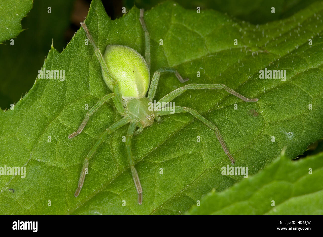 Grüne Huschspinne, Weibchen, Micrommata virescens, Micrommata rosea, Micrommata roseum, ragno verde, verde huntsman spider Foto Stock