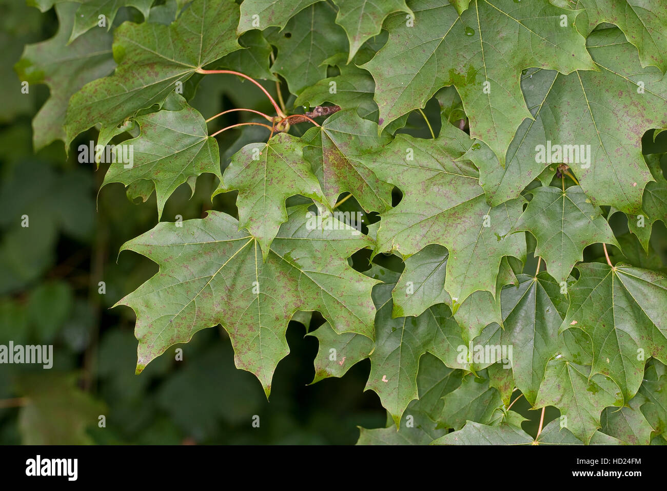 Spitz-Ahorn, Spitzahorn, Ahorn, Blätter, Acer platanoides, Norvegia Maple Foto Stock