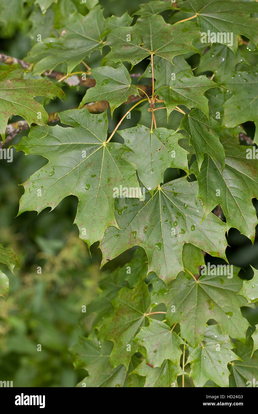 Spitz-Ahorn, Spitzahorn, Ahorn, Blätter, Acer platanoides, Norvegia Maple Foto Stock