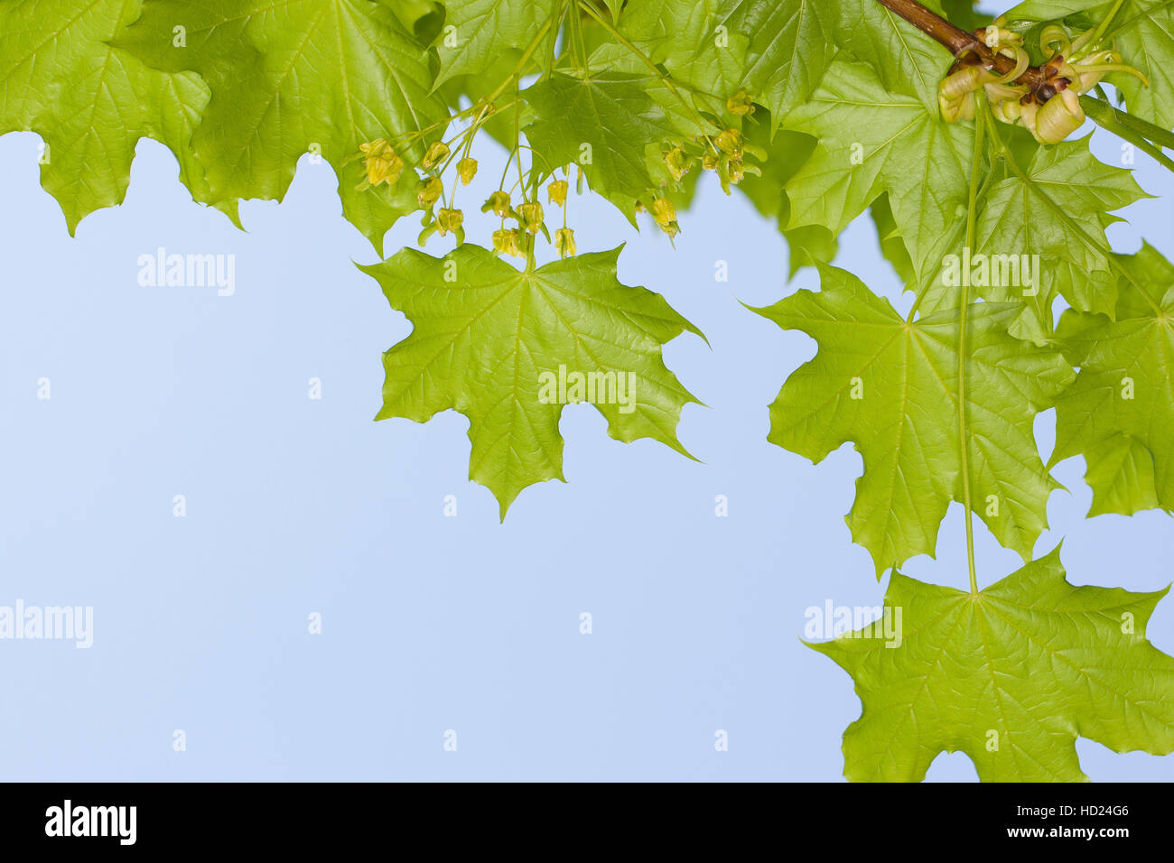 Spitz-Ahorn, Spitzahorn, Ahorn, Blätter, Blatt vor blauem Himmel, Acer platanoides, Norvegia Maple Foto Stock