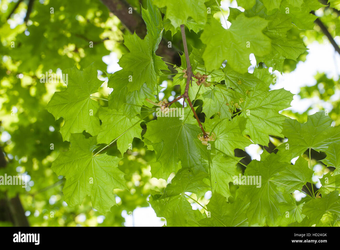 Spitz-Ahorn, Spitzahorn, Ahorn, Blätter, Blatt, Acer platanoides, Norvegia Maple Foto Stock