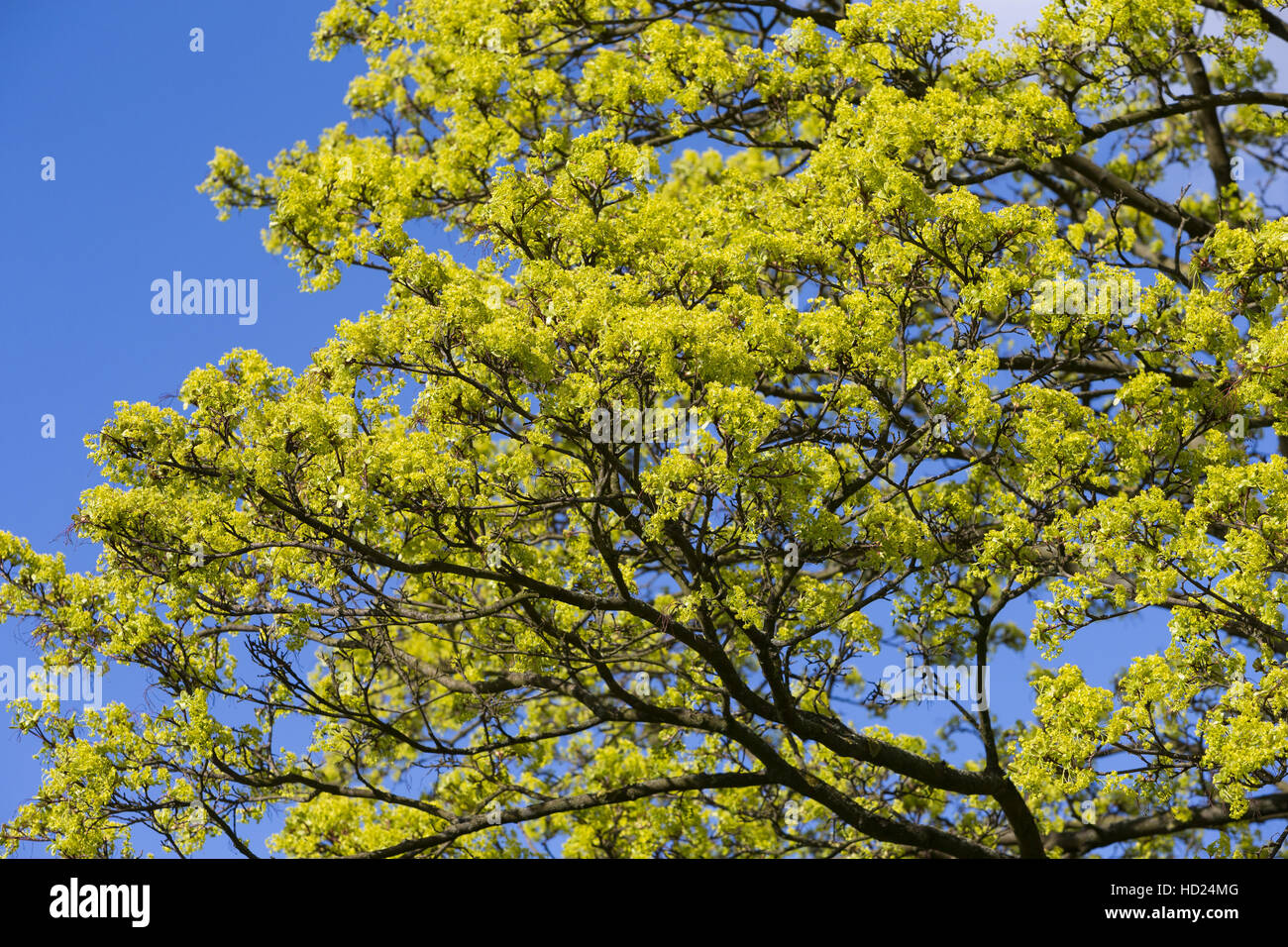 Spitz-Ahorn, Spitzahorn, Spitzblättriger Ahorn, Ahorn, Blüten, Blüte, blühend, Acer platanoides, Norvegia Acero L'Érable piano, Érable de Norvège, Iser Foto Stock