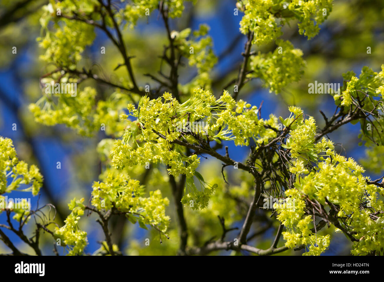 Spitz-Ahorn, Spitzahorn, Spitzblättriger Ahorn, Ahorn, Blüten, Blüte, blühend, Acer platanoides, Norvegia Acero L'Érable piano, Érable de Norvège, Iser Foto Stock