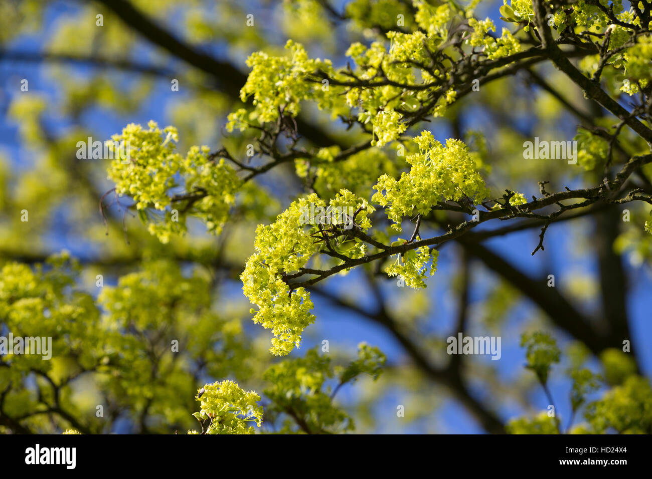 Spitz-Ahorn, Spitzahorn, Spitzblättriger Ahorn, Ahorn, Blüten, Blüte, blühend, Acer platanoides, Norvegia Acero L'Érable piano, Érable de Norvège, Iser Foto Stock