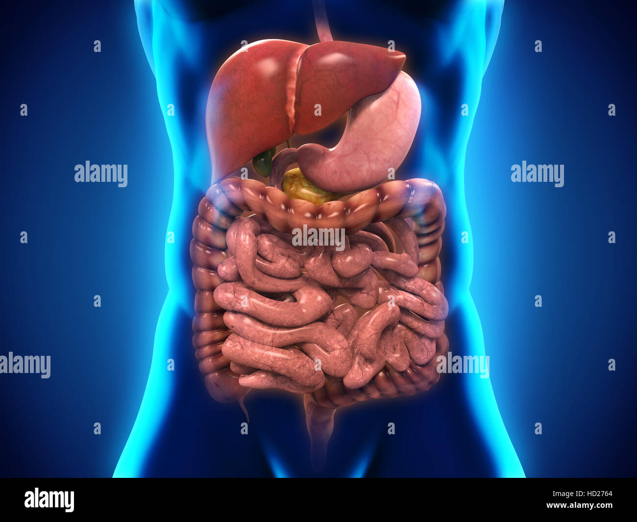 Apparato Digestivo umano Foto Stock