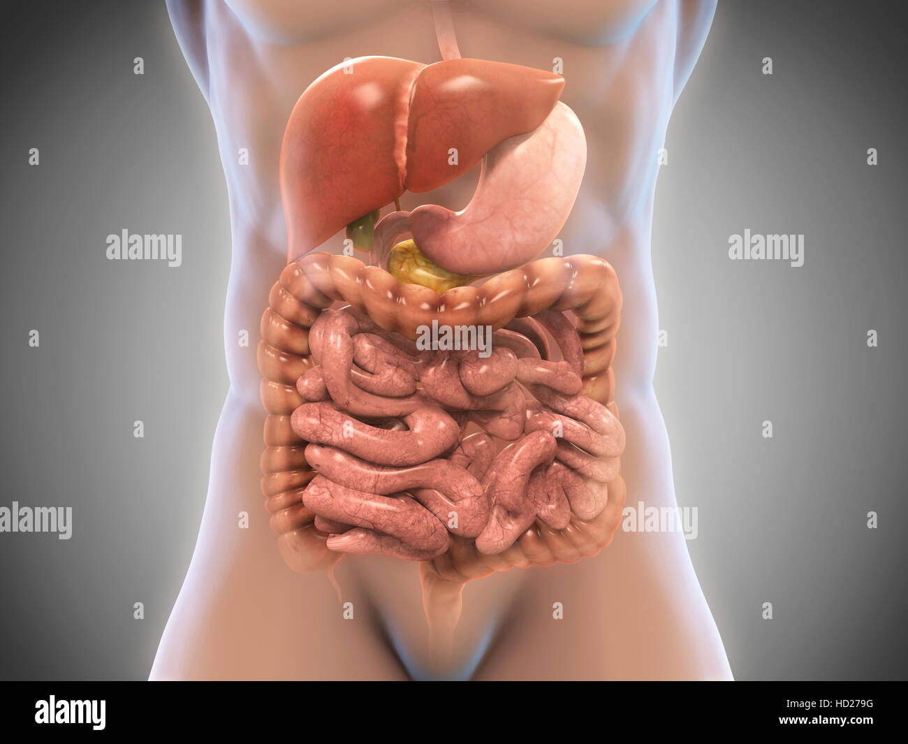 Apparato Digestivo umano Foto Stock