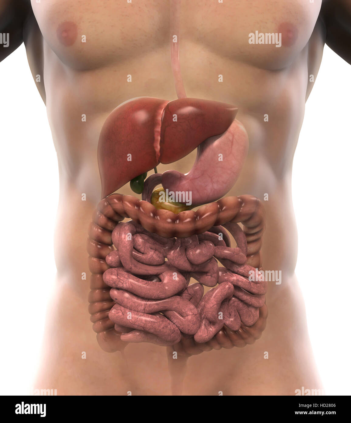 Apparato Digestivo umano Foto Stock