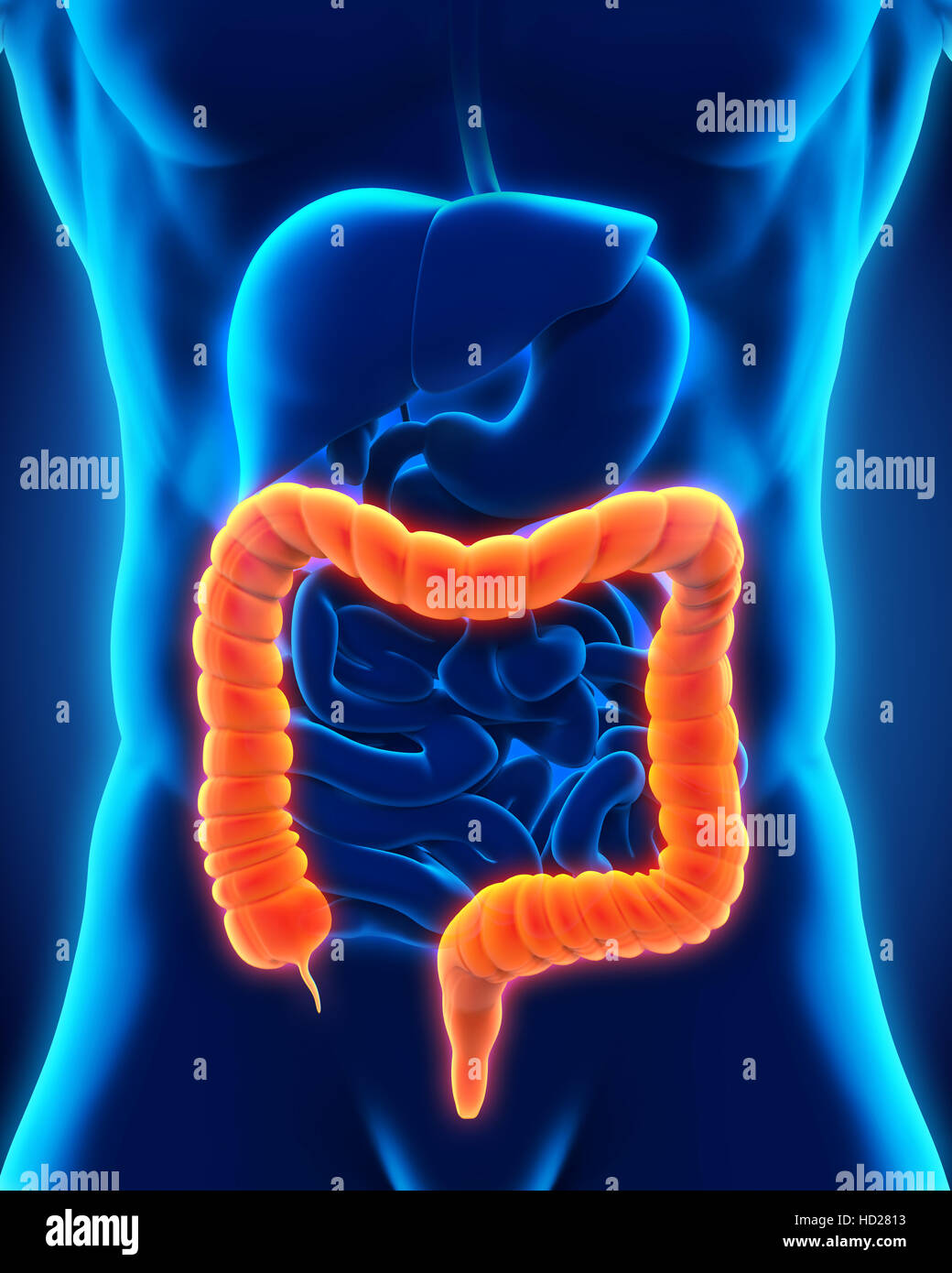 Colon umano anatomia Foto Stock