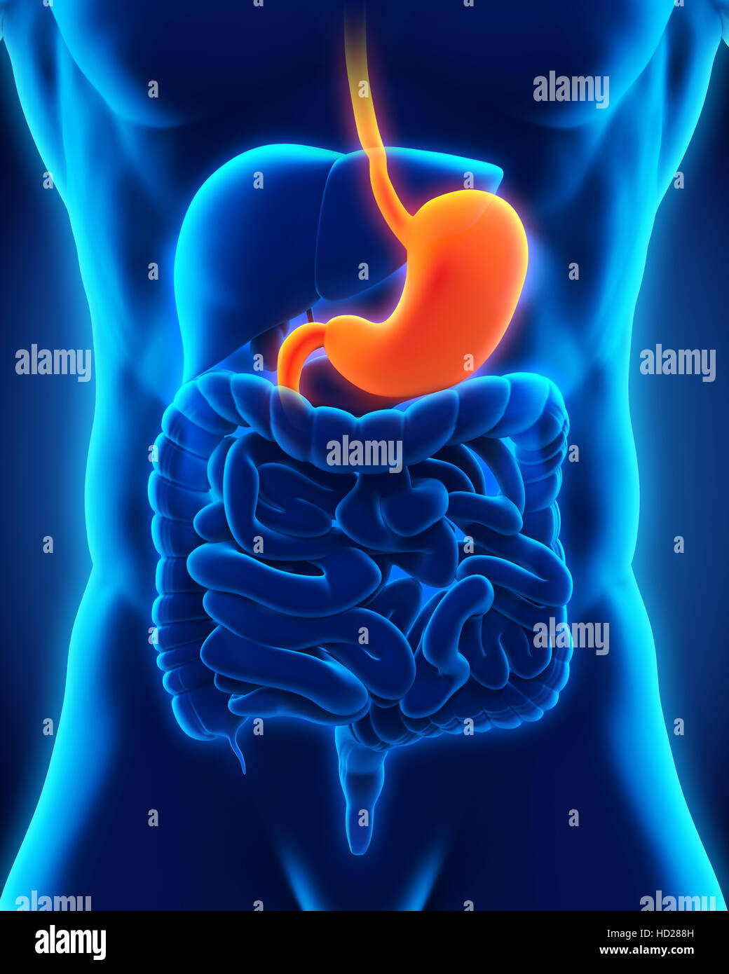 Stomaco umano anatomia Foto Stock