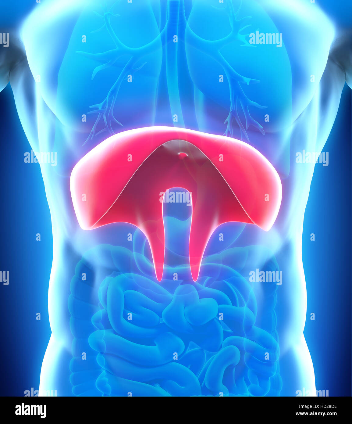 Diaframma umano anatomia Foto Stock