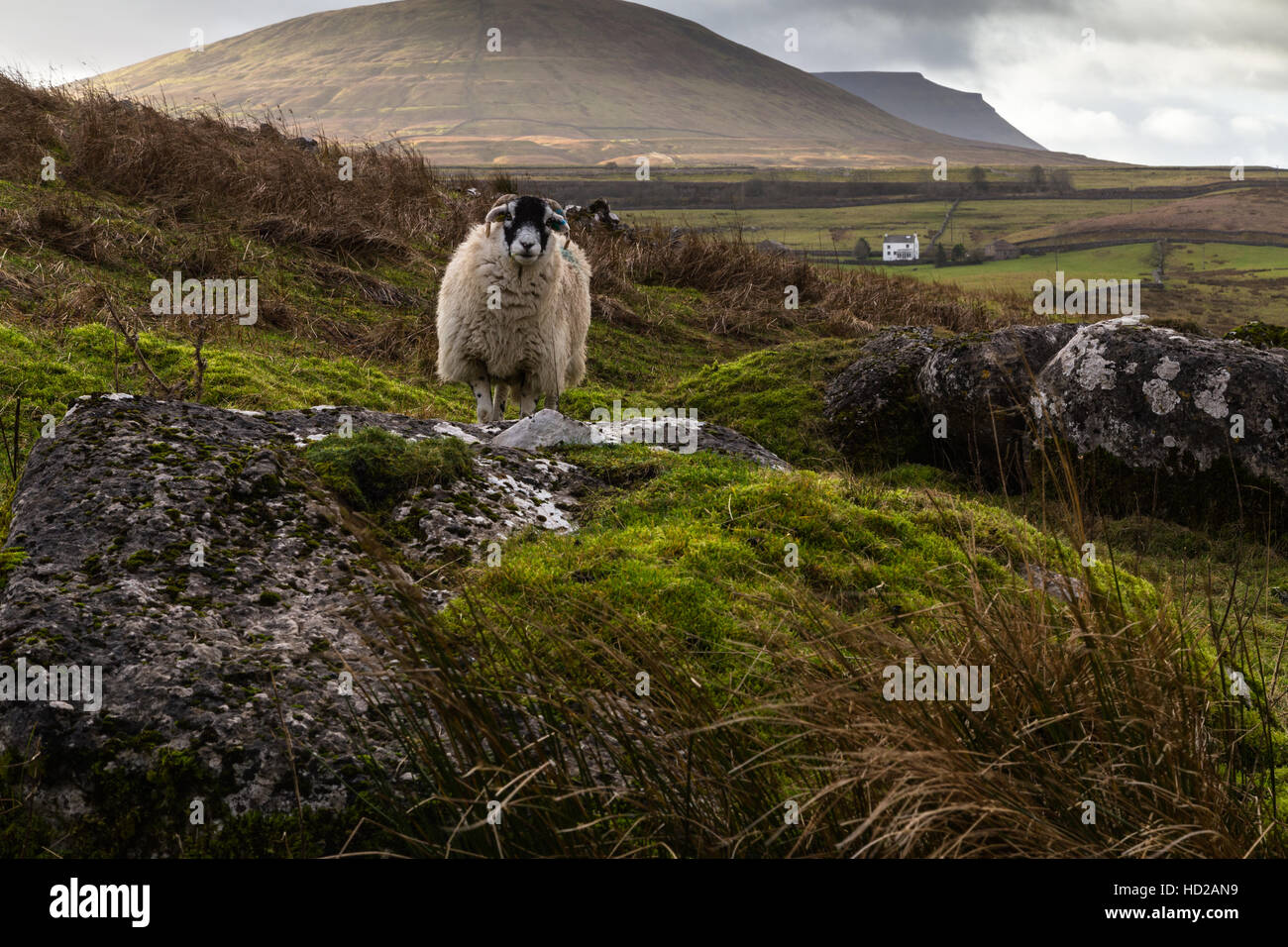 Una pecora pone per le sue foto con parco cadde e Ingleborough oltre nel Yorkshire Dales Tre Cime di Lavaredo, Ribblesdale, England Regno Unito Foto Stock