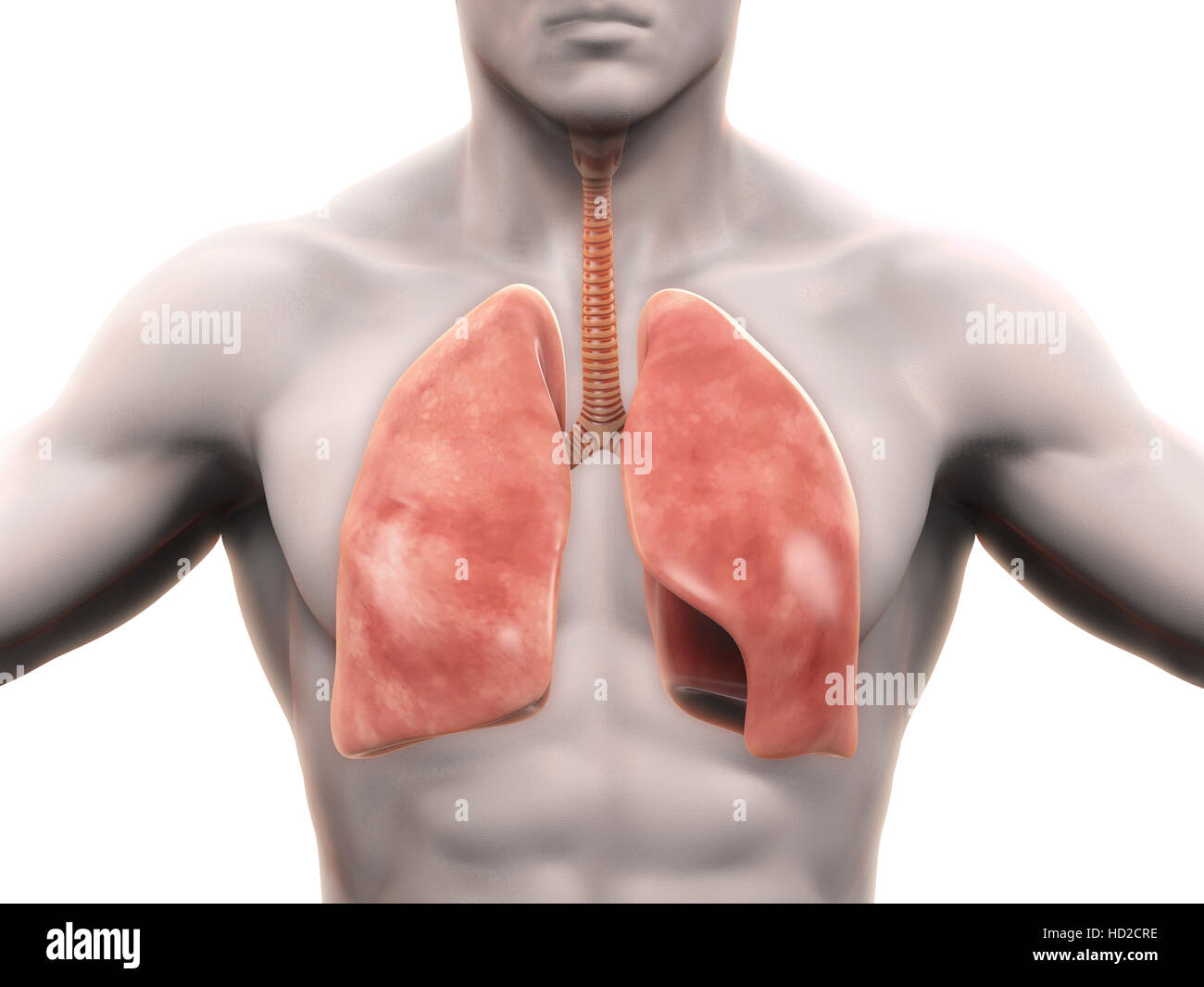 Umano Sistema respiratorio Foto Stock