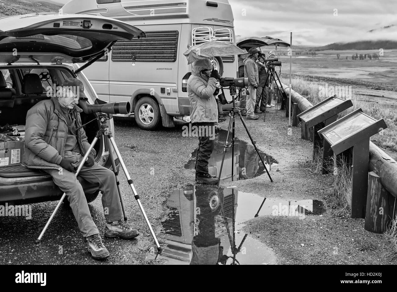 Parco Nazionale di Yellowstone, Wyoming USA - Ottobre 29, 2016: Wildlife watchers osservando un branco di lupi in un freddo giorno di pioggia. Foto Stock