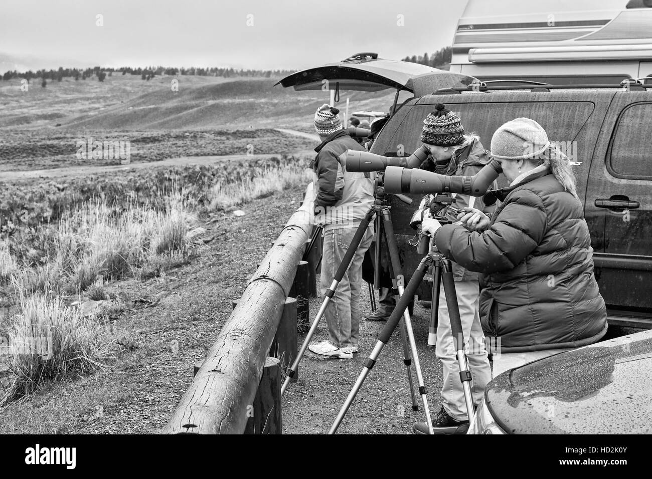 Parco Nazionale di Yellowstone, Wyoming USA - Ottobre 29, 2016: Wildlife watchers osservando un branco di lupi in un freddo giorno di pioggia. Foto Stock